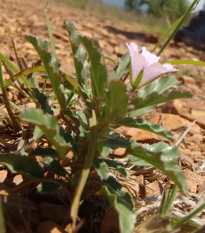 Monsonia biflora, photographed by Nicola van Berkel