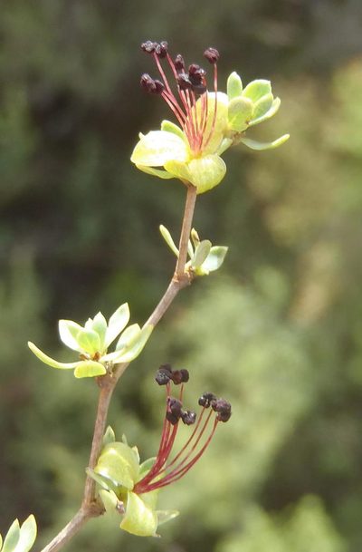 Cliffortia obovata, photographed by Nicola van Berkel