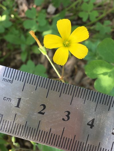 Oxalis niederleinii, photographed by B. Phalan