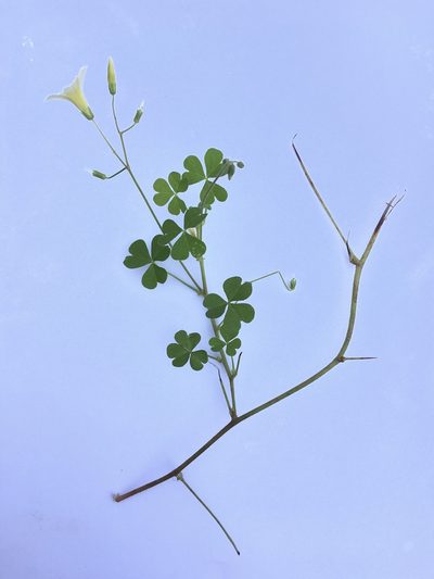 Oxalis niederleinii, photographed by B. Phalan