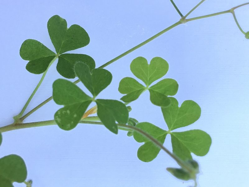 Oxalis niederleinii, photographed by B. Phalan