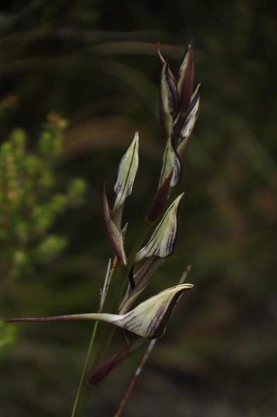 Disa schlechteriana, photographed by Brian du Preez