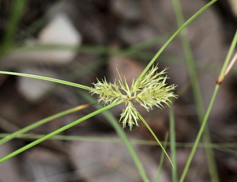 Cyperus decurvatus, photographed by Wynand Uys