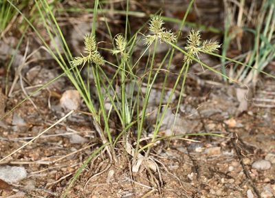Cyperus decurvatus, photographed by Wynand Uys