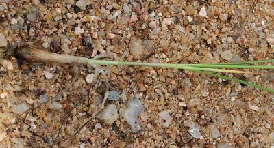 Cyperus decurvatus, photographed by Wynand Uys