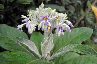 Solanum giganteum, photographed by Charles Stirton