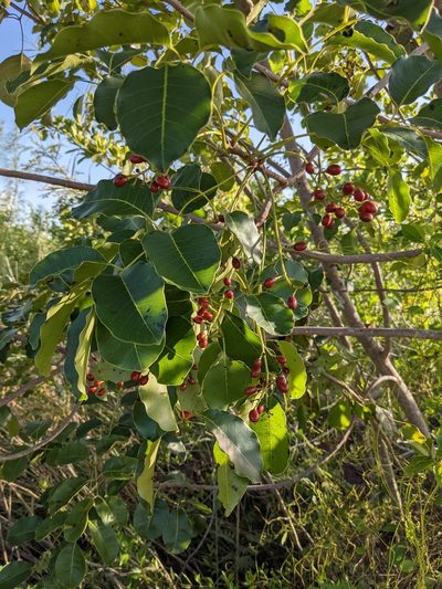 Metopium brownei, photographed by Eric Knight