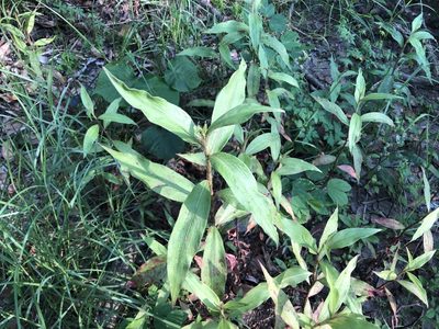 Persicaria barbata, photographed by Cheng-Tao Lin