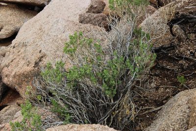 Pogonospermum mollissimum, photographed by Tony Rebelo