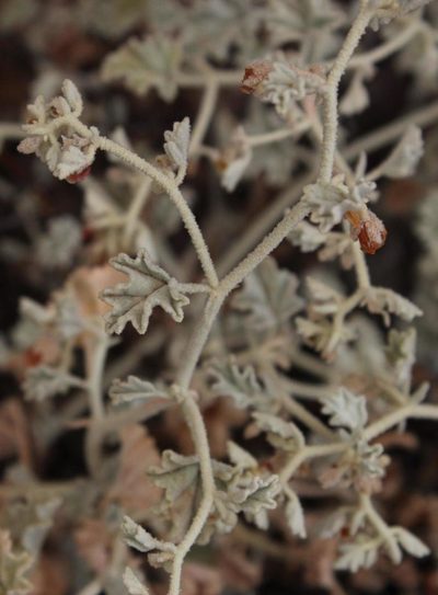 Hermannia minutiflora, photographed by Tony Rebelo