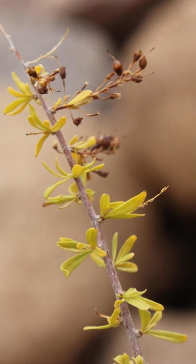 Antherothamnus pearsonii, photographed by Tony Rebelo