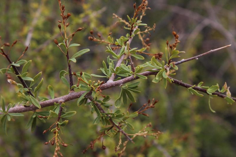 Antherothamnus pearsonii, photographed by Tony Rebelo