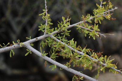 Antherothamnus pearsonii, photographed by Tony Rebelo