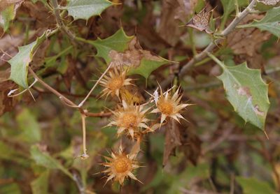 Berkheya canescens, photographed by Tony Rebelo