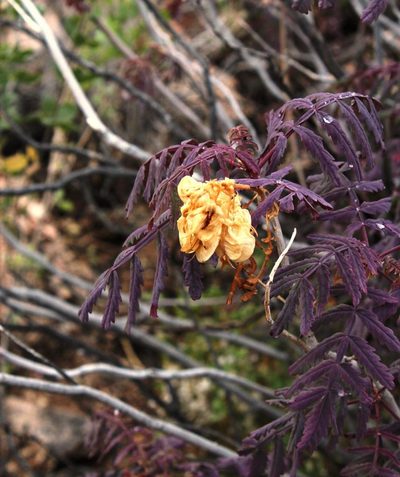 Melianthus elongatus, photographed by Tony Rebelo