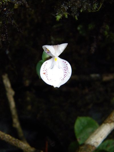 Disperis neilgherrensis, photographed by Ansil B.R.