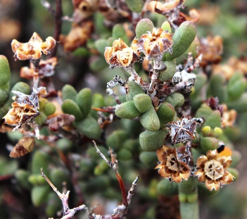 Ruschia robusta, photographed by Tony Rebelo