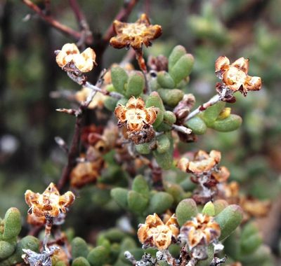 Ruschia robusta, photographed by Tony Rebelo