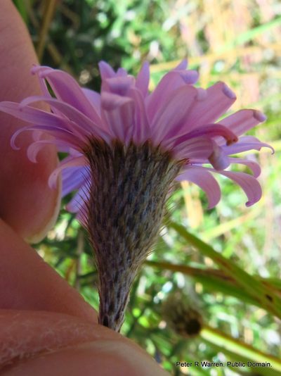 Athrixia arachnoidea, photographed by Peter Warren