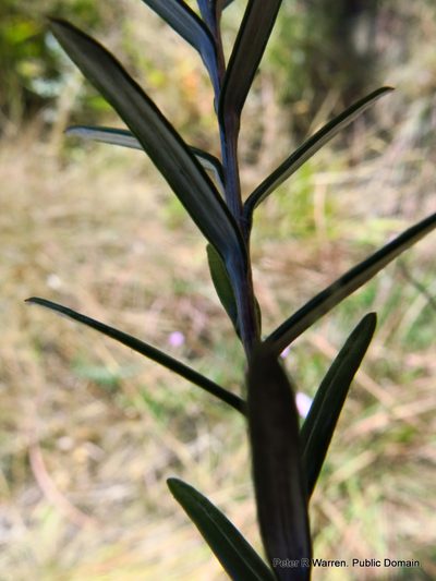 Athrixia arachnoidea, photographed by Peter Warren