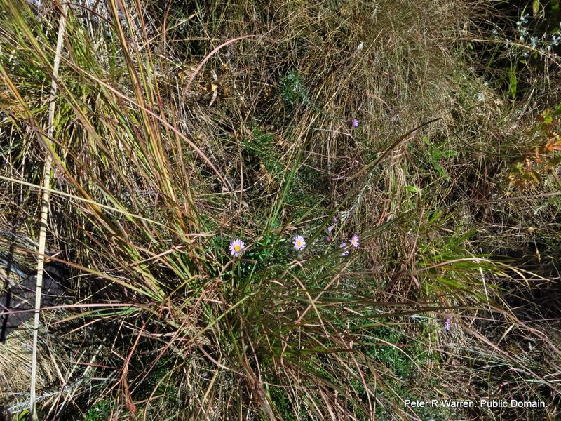 Athrixia arachnoidea, photographed by Peter Warren