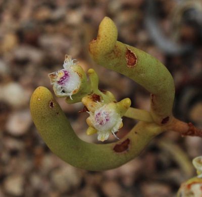 Stoeberia gigas, photographed by Tony Rebelo