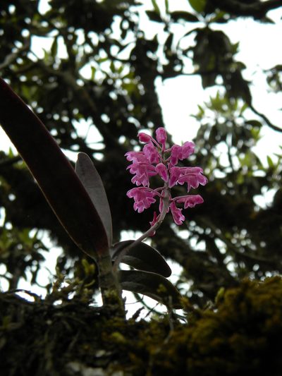 Aerides ringens, photographed by Ansil B.R.