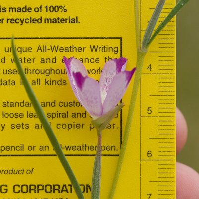 Clarkia affinis, photographed by Ken-ichi Ueda