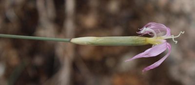 Dianthus namaensis, photographed by Tony Rebelo