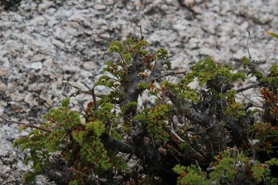 Pelargonium dasyphyllum, photographed by Tony Rebelo