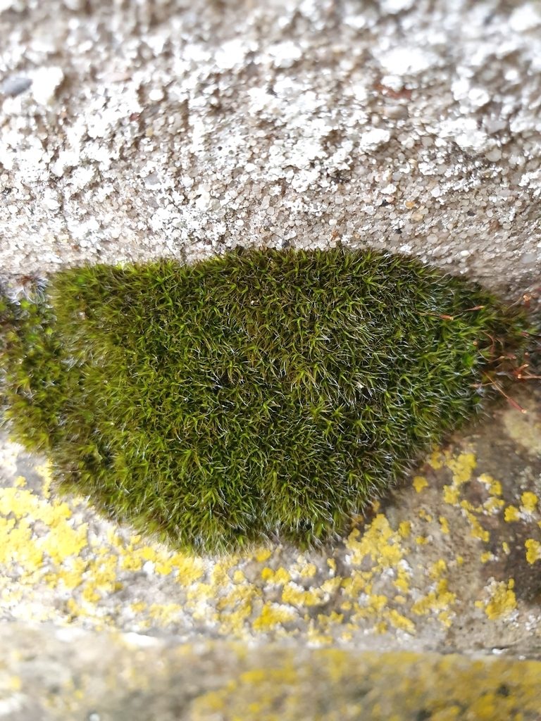 Grimmia lisae, photographed by Jonathan Hughes