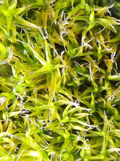 Grimmia lisae, photographed by Jonathan Hughes