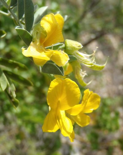 Calpurnia intrusa, photographed by Nicola van Berkel