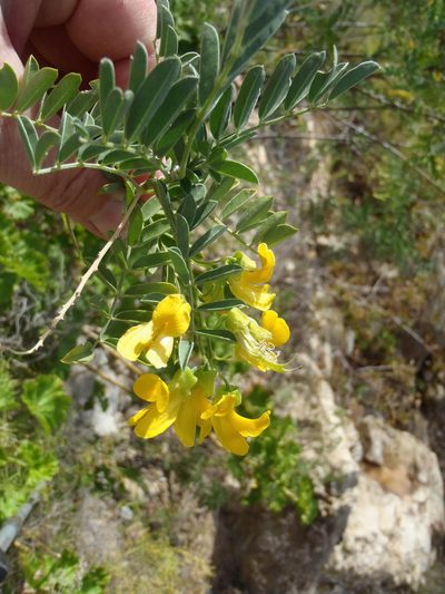 Calpurnia intrusa, photographed by Nicola van Berkel