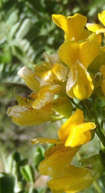 Calpurnia intrusa, photographed by Nicola van Berkel