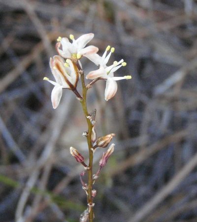 Urgineopsis dregei, photographed by Nicola van Berkel