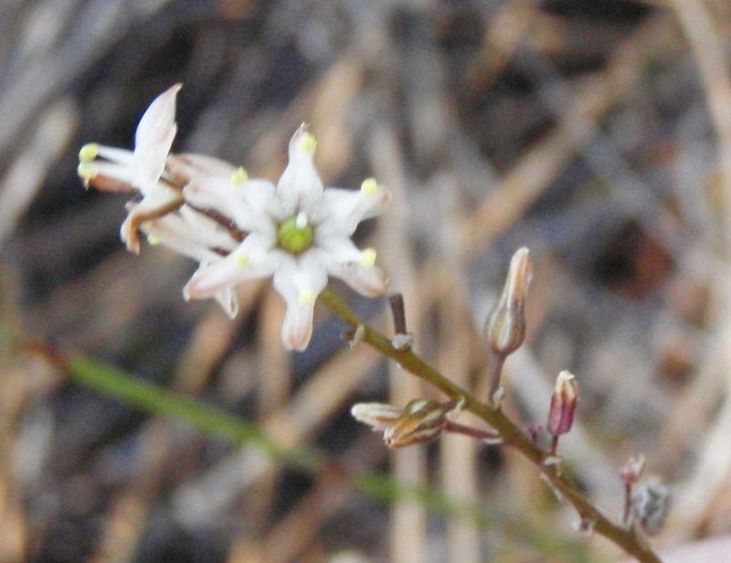 Urgineopsis dregei, photographed by Nicola van Berkel