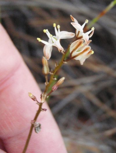 Urgineopsis dregei, photographed by Nicola van Berkel