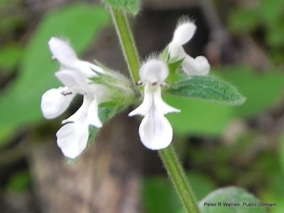 Stachys kuntzei, photographed by Peter Warren
