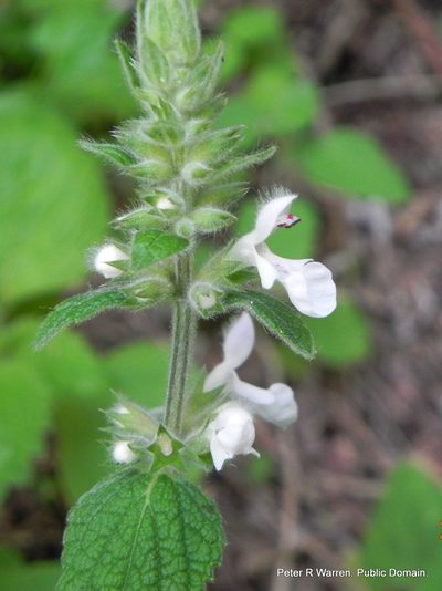 Stachys kuntzei, photographed by Peter Warren