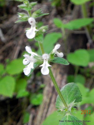 Stachys kuntzei, photographed by Peter Warren