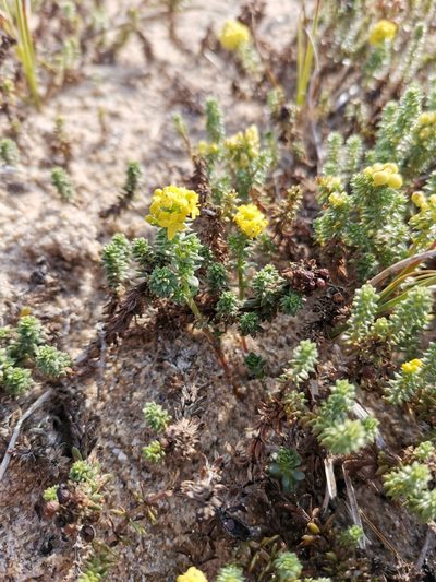 Galium arenarium, photographed by Roland Godon