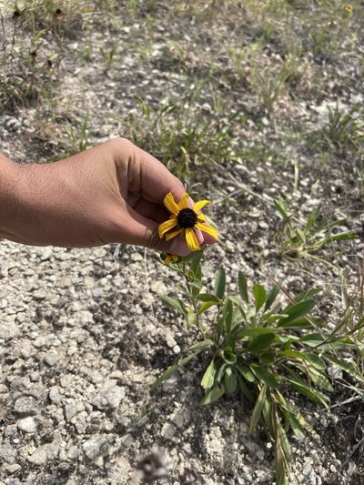 Rudbeckia missouriensis, photographed by Brandon Corder
