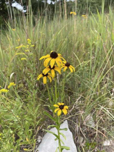 Rudbeckia missouriensis, photographed by Brandon Corder