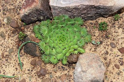 Oxalis palmifrons, photographed by Tony Rebelo