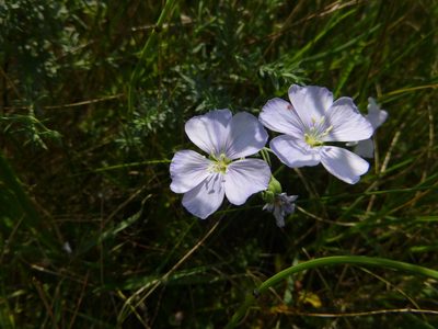 Linum austriacum, photographed by Gabriel Mayrhofer