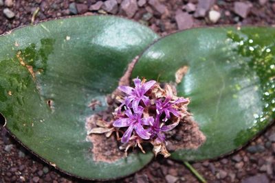 Lachenalia ensifolia, photographed by Tony Rebelo