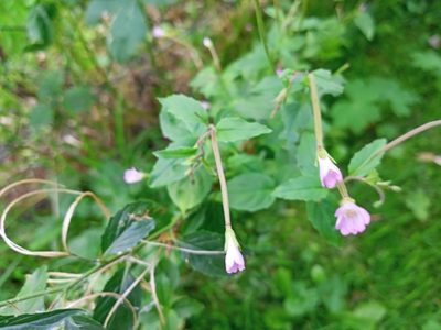 Epilobium montanum, photographed by Lucie Karna
