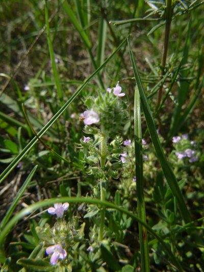 Thymus kosteleckyanus, photographed by Gabriel Mayrhofer