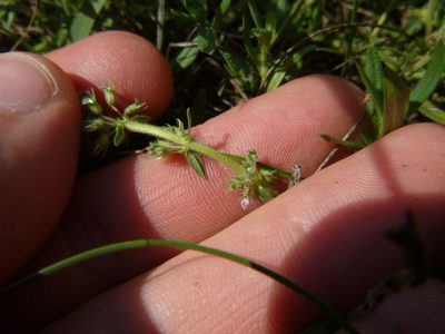 Thymus kosteleckyanus, photographed by Gabriel Mayrhofer